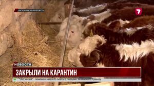 В Актюбинской области вспышка болезни среди скота