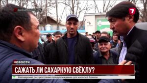 Фермеры Жамбылской области требуют запустить переработку сахарной свёклы @TheSevenNews​