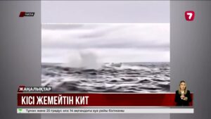 Чилиде кит адамды жұтып, қайта құсып тастады