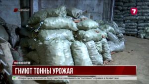 В Павлодарской области 50 тыс. тонн местной моркови могут утилизировать @TheSevenNews​