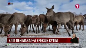 СҚО-да табиғат жанашырлары жабайы жануарларды қолдан қоректендіре бастады