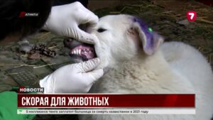 Скорая помощь для животных в Алматы @TheSevenNews​