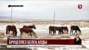 Қостанай облысында бруцеллоз белең алды