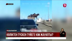 Жүк көлігінен түсіп қалған түйенің иесіне айыппұл салынды