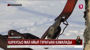 Қостанай облысында қараусыз малға арналған айып тұрақтары ашылды