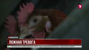 В казахстанской курице не обнаружили бактерии листерии