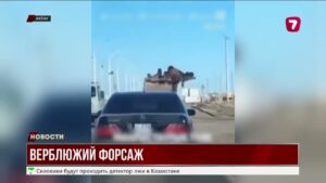 Верблюд в Актау устроил побег на ходу