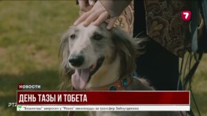 В Казахстане учредят День тазы и тобета – праздник казахских пород собак