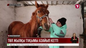 Қазақстанға төл жылқы тұқымы қажет пе?