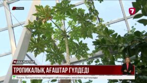Астанада тропикалық аралды тамашалай аласыз