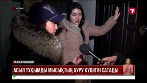 Астаналық келіншек ауру мысықтарды сатып жүр