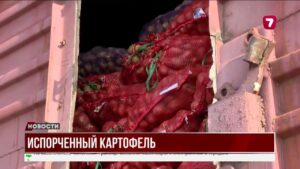 43 вагона картофеля замерзли на границе из-за задержки проверки