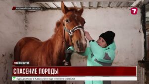 Единственная верховая порода Казахстана на грани исчезновения