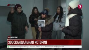 Продажа больных котят: скандал набирает обороты в Астане