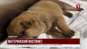 Собака просит помощи: история спасения щенка в Стамбуле