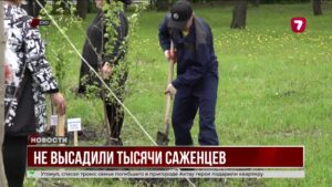 Чиновников в СКО наказали за провал озеленения: не высажено более 8 тысяч деревьев