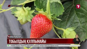 Солтүстікте құлпынай өсіру – қостанайлық шаруаның табыс кілті
