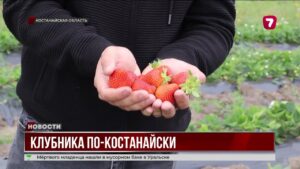 В Костанайской области фермер доказал, что клубника растёт и на севере
