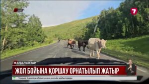 ШҚО жолдарына жануарлардан қорғайтын темір қоршаулар орнатыла бастады