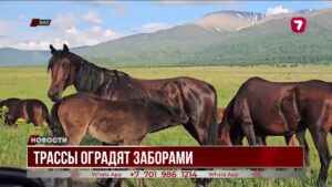 11 ДТП и 15 пострадавших: вдоль трасс ВКО ставят заборы от бесхозного скота