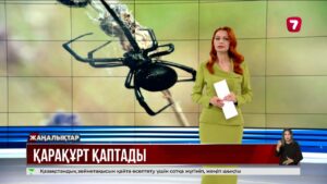 Ақтөбе облысында 8 адамды қарақұрт шаққан