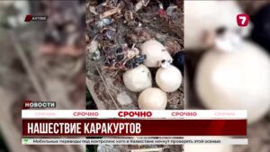Нашествие каракуртов пугает жителей Актюбинской области