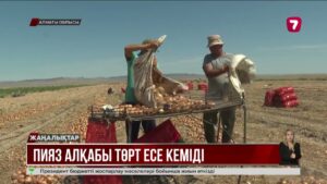 Алматы облысындағы пияз алқапбы төрт есе кеміді