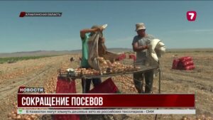 Посевы лука в Алматинской области сократились