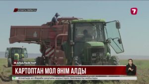 Алматы облысының диқандары картоптан мол өнім алып жатыр