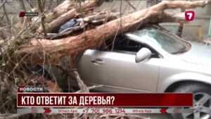 Опасные деревья: случаи с повреждениями машин и гибелью людей в Алматы
