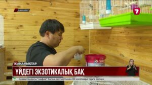 Шымкенттік азамат 100-ден аса экзотикалық құс бағып отыр