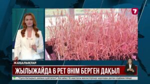Жетісу ғалымдары құрғақшылыққа төзімді бидай сұрпын өсірді