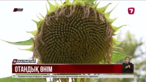 48 центнер өнім: ШҚО-ның тәжірибелік алқаптарында рекордтық көрсеткіш