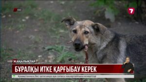 Оралда бұралқы иттер тұрғындардың мазасын алды
