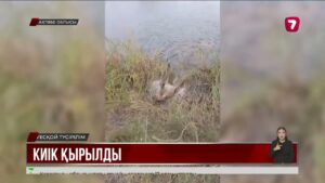 Ақтөбе облысында киік жаппай қырылды