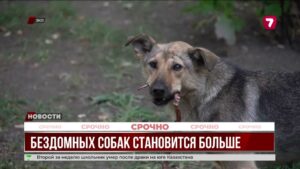 В Уральске растёт число бездомных собак