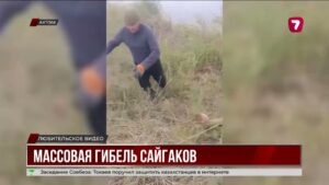В Актюбинской области погибли более 100 сайгаков
