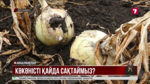Қостанай шаруалары картоп және қырыққабатпен ішкі нарықты толық қамтамасыз етпек