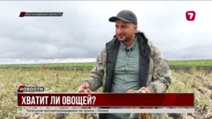 Уборка овощей и зерновых в Костанайской области продолжается