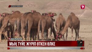 Алматы облысында мың түйеден тұратын керуен шеруі өтті