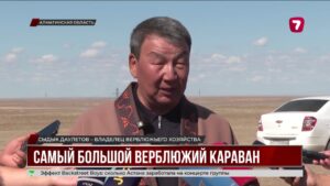 Караван из тысячи верблюдов в Конаеве хотят занести в Книгу рекордов Гиннесса