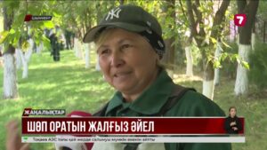 Шымкенттік әйел бес жылдан бері орақшы болып еңбек етіп жүр