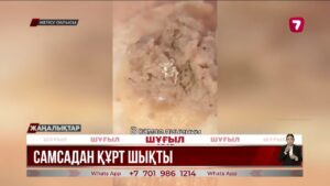 Жетісу облысындағы мектеп асханасында самсадан құрт шықты