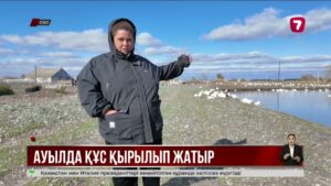 СҚО-дағы Бугровое ауылында үй құстары қырылып жатыр