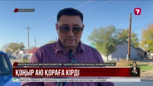 Абай облысында аю малды қырып жатыр