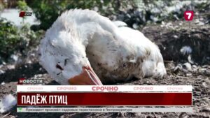 В селе Бугровое массово гибнет домашняя птица