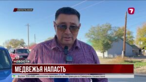 В Абайской области бурые медведи пугают фермеров