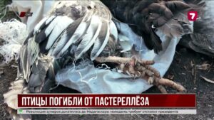 Падёж птиц в СКО вызвал пастереллёз, птичий грипп не подтвердился