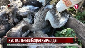 СҚО-да үй құстары қырылып жатыр