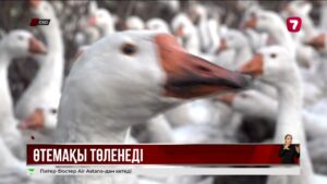 СҚО-да үй құстары қырылған тұрғындарға өтемақы төленеді